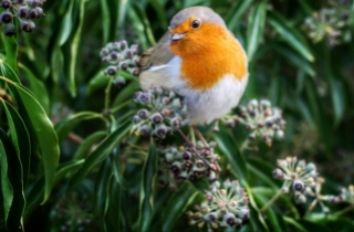 Birds