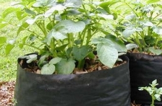 Grow Your Own Bags