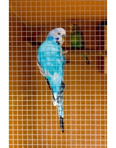 Ambassador Cage & Aviary Welded Panel 0.6 x 0.9m