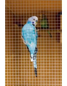 Ambassador Cage & Aviary Welded Panel 0.6 x 0.9m