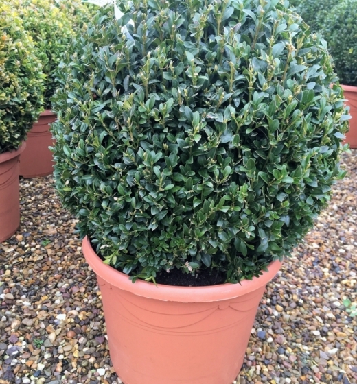 Buxux sempervirens Ball 35cm rounded shrub/ small tree