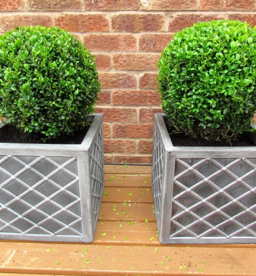 2 Buxus 35cm balls with planters 