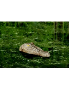 Defenders Croc: Float 'n' Pond Protect 