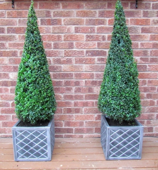 2 large Buxus 120cm cones with planters