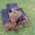 Sphagnum Moss large bag