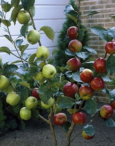 Duo Fruit Tree - Apple Bramley & Braeburn