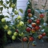 Duo Fruit Tree - Apple Bramley & Braeburn