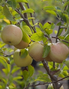 De Ree Apple 'Golden Delicious' Tree