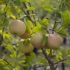 De Ree Apple 'Golden Delicious' 1.4/1.6m Tree