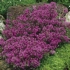 Thyme Creeping Red 9cm