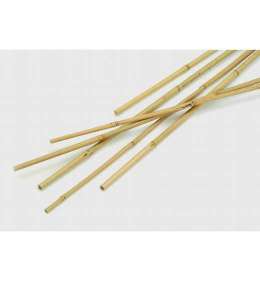 Apollo Bamboo Canes Pack 10 1.5m