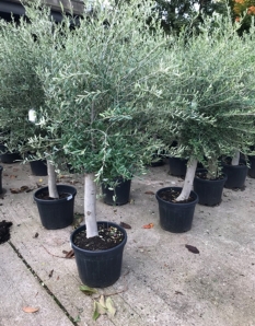 Olive Tree - Olea Europaea 160cm