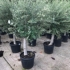 Olive Tree - Olea Europaea 160cm