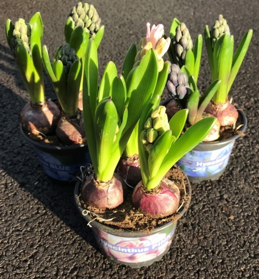 Hyacinth - blue - 3 bulbs in a 1L pot