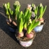 Pink Hyacinths 1L pot