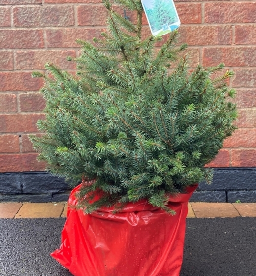 Mini Christmas Tree ( Picea Omorika) Potted 