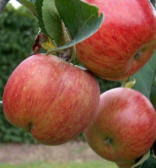 De Ree Apple 'Jonagold' 1.4/1.6m Tree