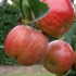 De Ree Apple 'Jonagold' 1.4/1.6m Tree