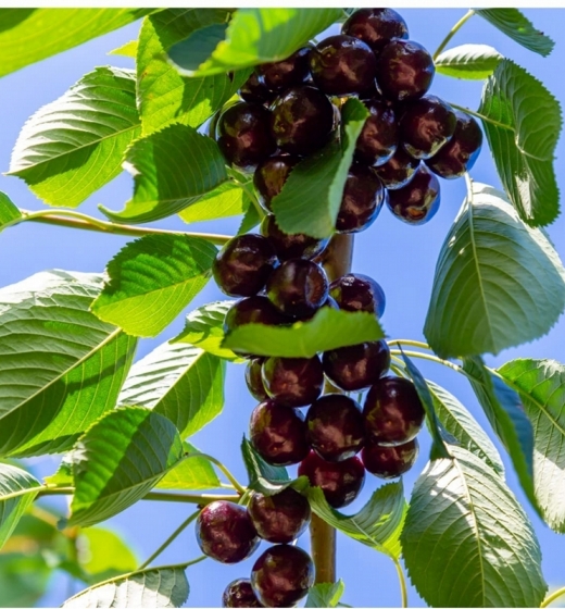 Hedelfinger Cherry 1.4/1.6m Tree