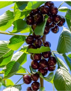 Hedelfinger Cherry 1.4/1.6m Tree